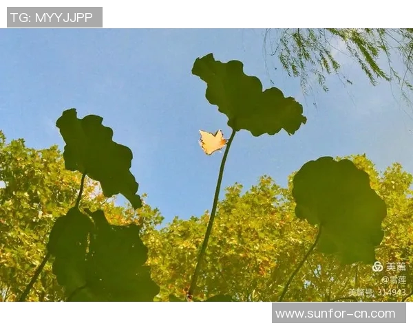 重庆羽毛球队在钻石联赛中的辉煌历程与突破成就全景回顾 重庆羽毛球队在钻石联赛中的辉煌历程与突破成就全景回顾